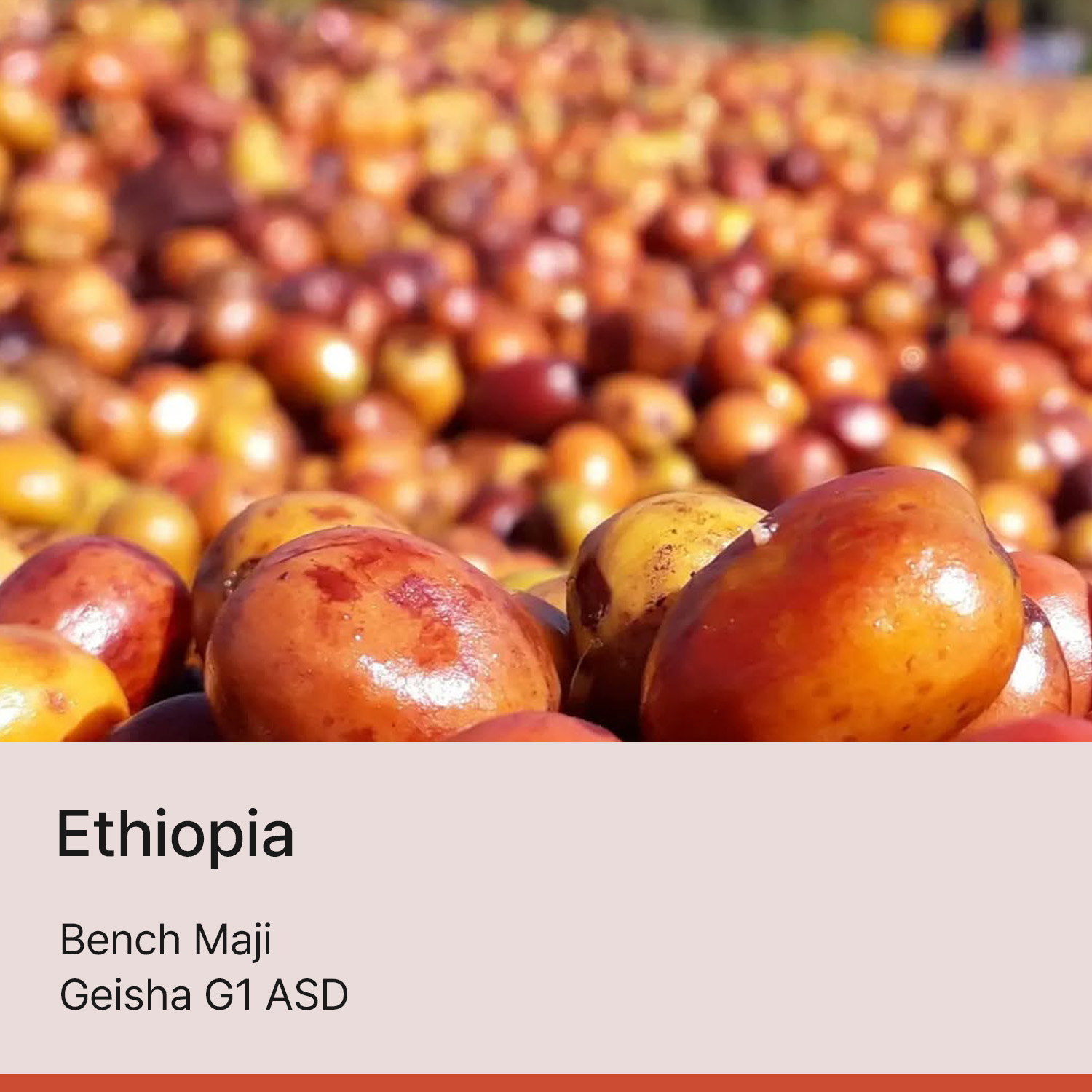 [에티오피아] 벤치마지 게이샤 G1 ASD