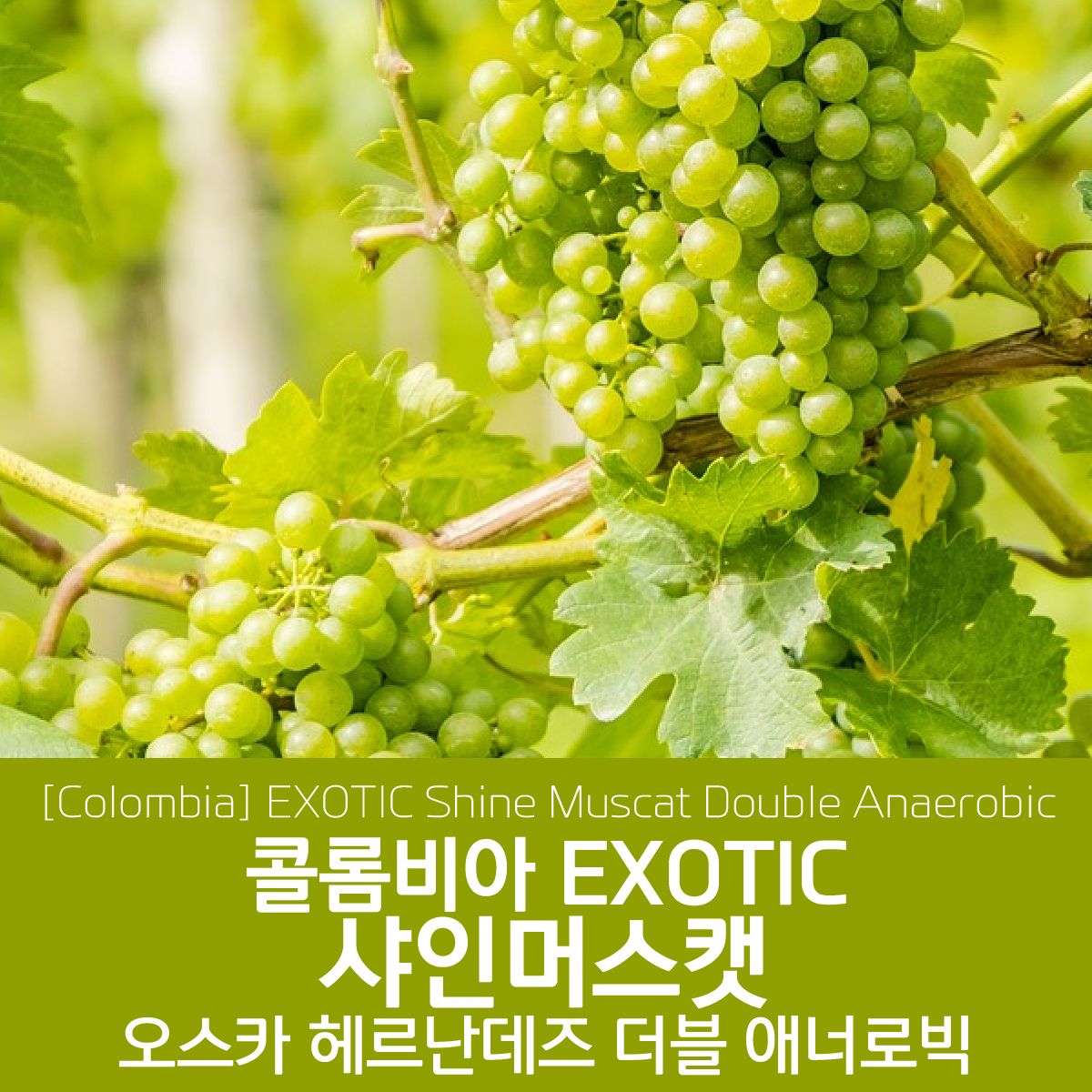 콜롬비아 EXOTIC 샤인머스캣