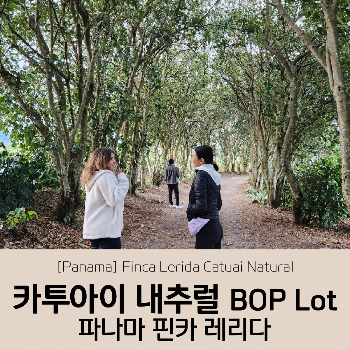 파나마 핀카 레리다 카투아이 내추럴 BOP Lot