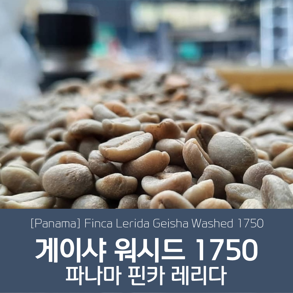 파나마 핀카 레리다 게이샤 워시드 1750