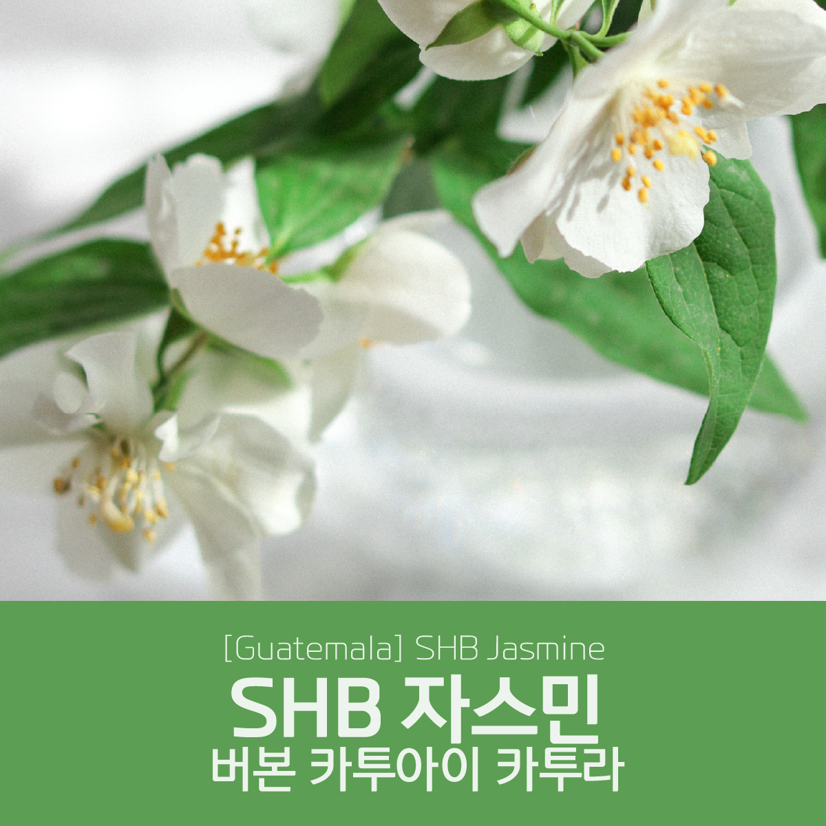 [블랙프라이데이][과테말라] SHB 자스민