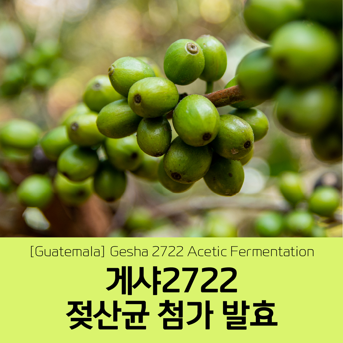 [블랙프라이데이][과테말라][산타펠리사] 게이샤2722 AF #23-27