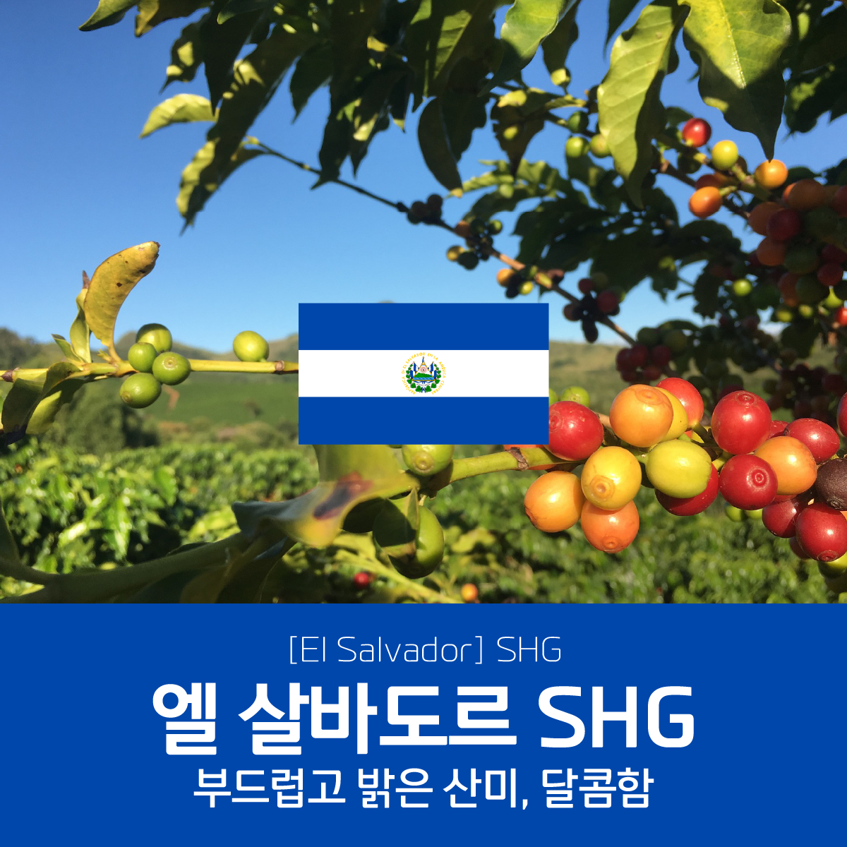 [블랙프라이데이][엘살바도르] SHG