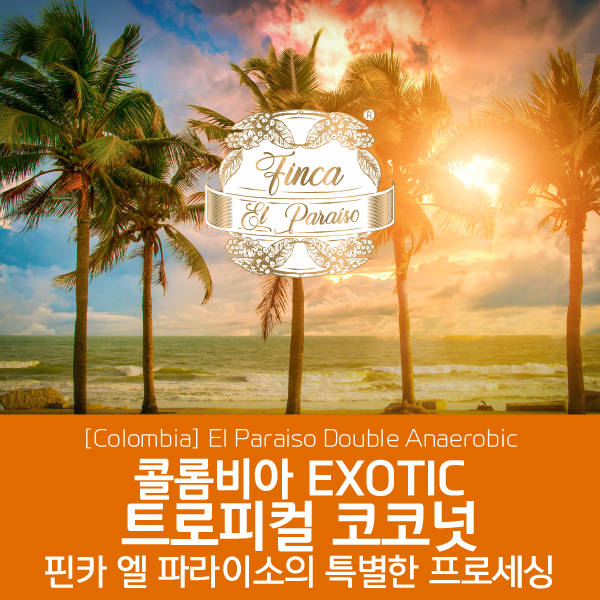 [블랙프라이데이][콜롬비아] EXOTIC 트로피컬 코코넛 - 핀카 엘 파라이소