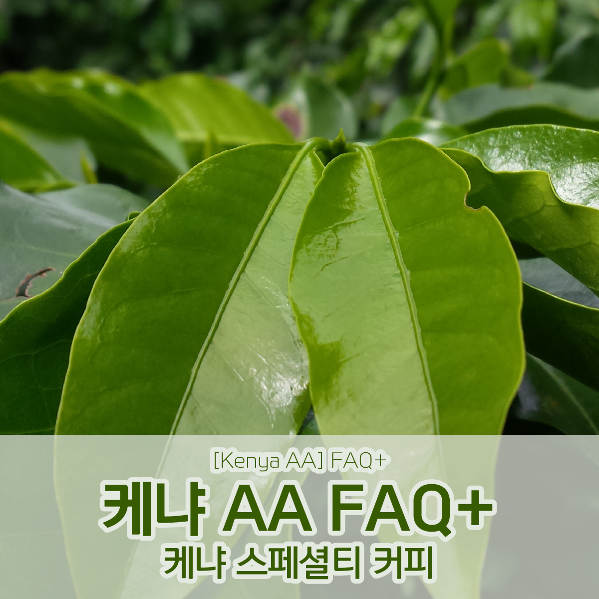 [설날맞이감사세일][케냐] AA FAQ+