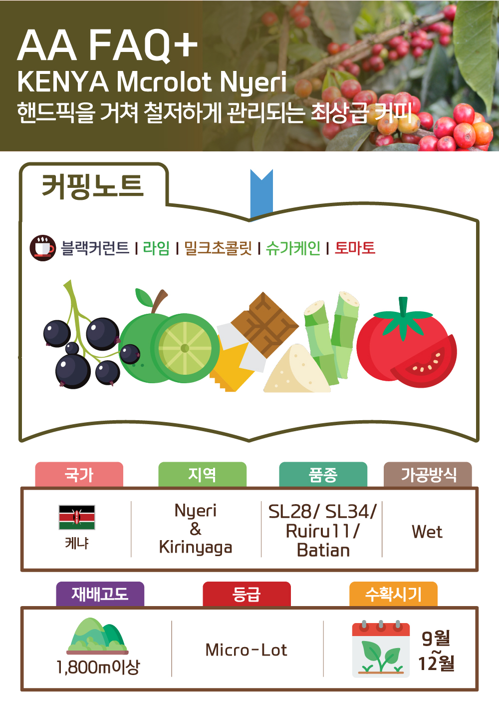 [설날맞이감사세일][케냐] AA FAQ+