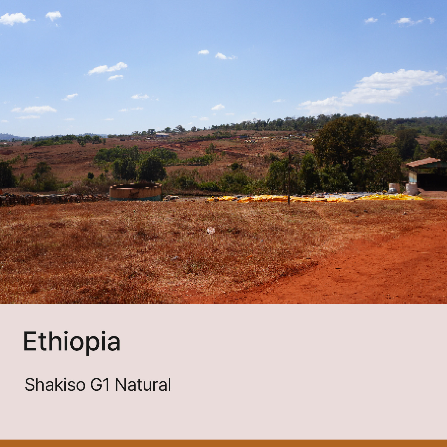 [에티오피아] 사키소 G1 내추럴