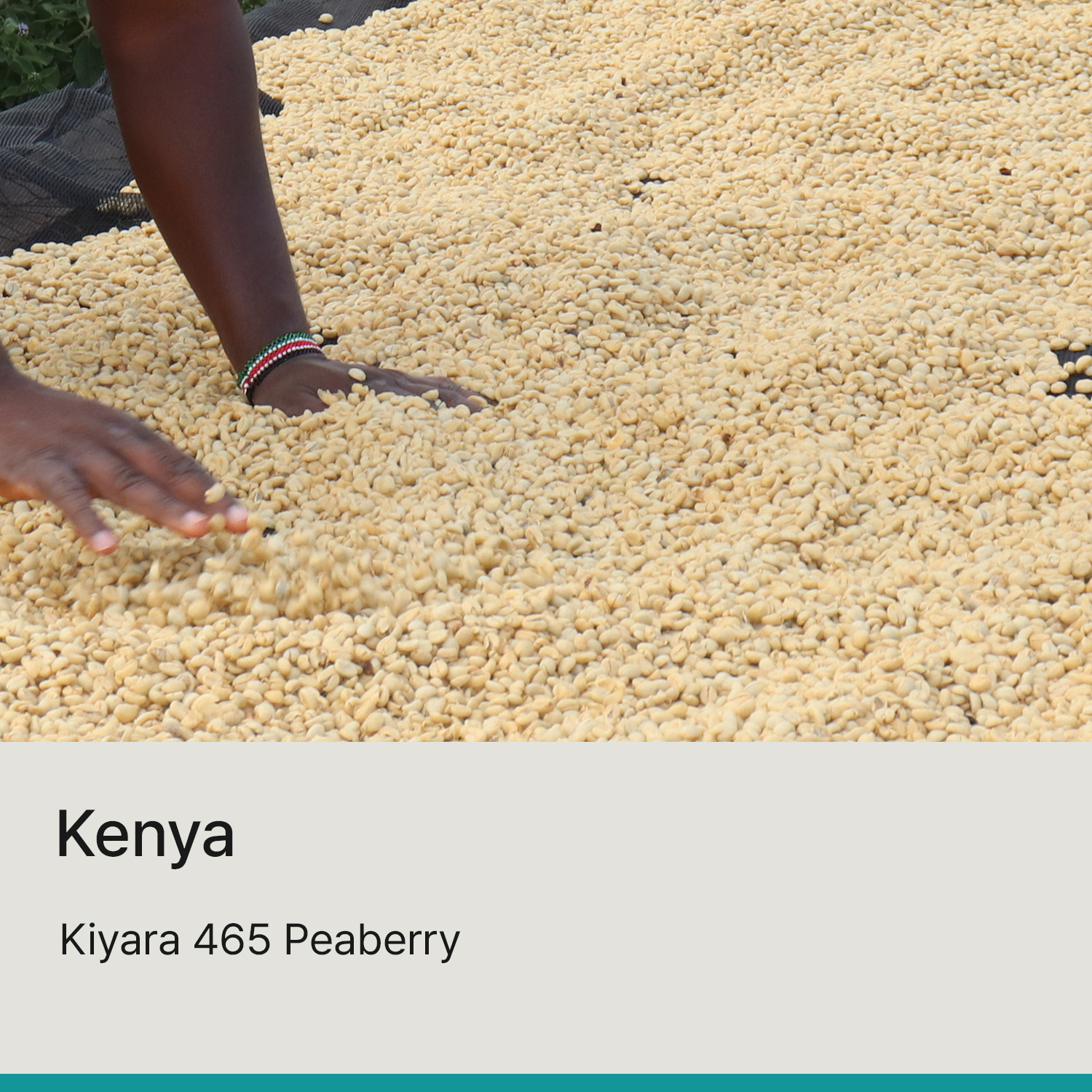 [케냐] 키야라 465 피베리