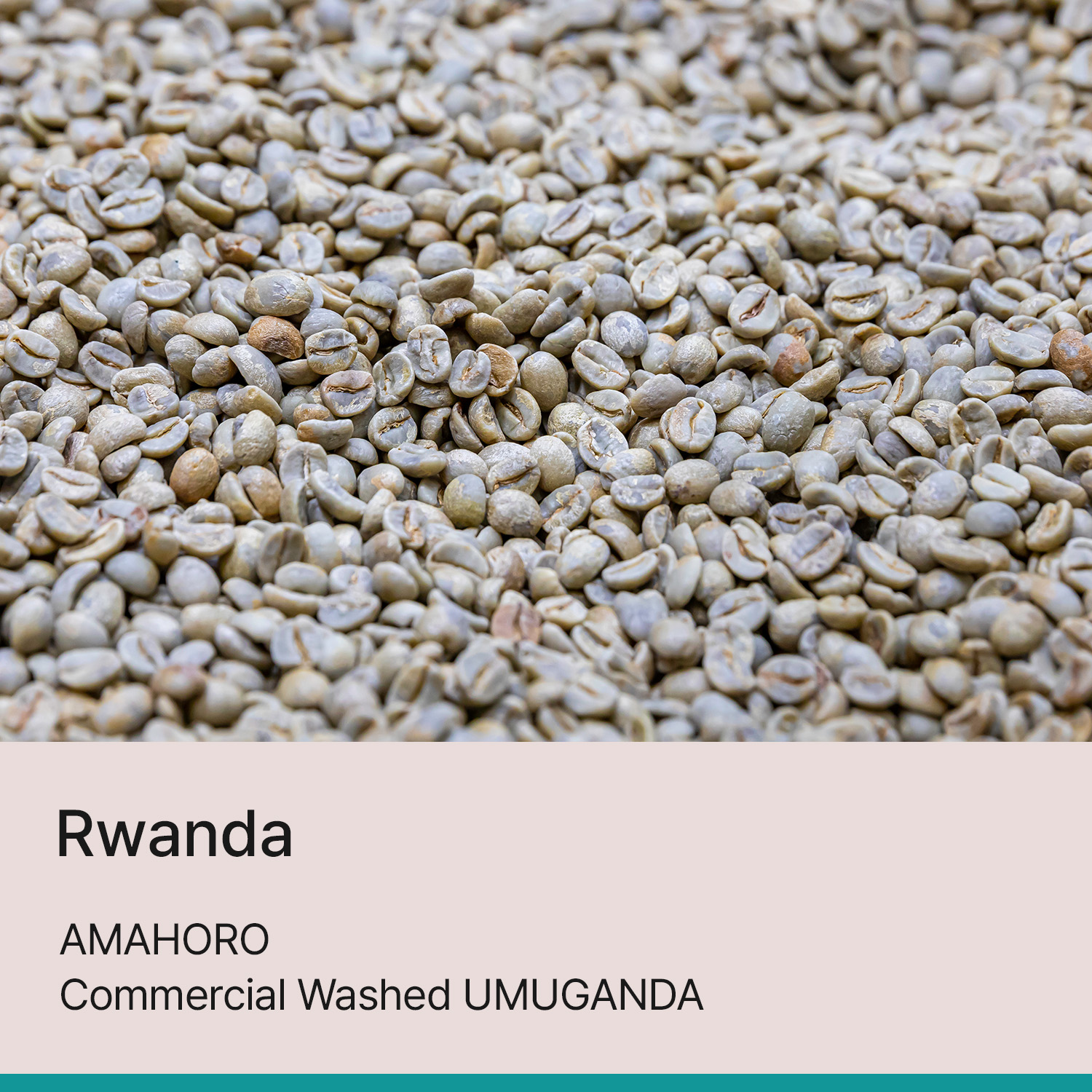 [르완다] 아마호로 커머셜 워시드 우무간다