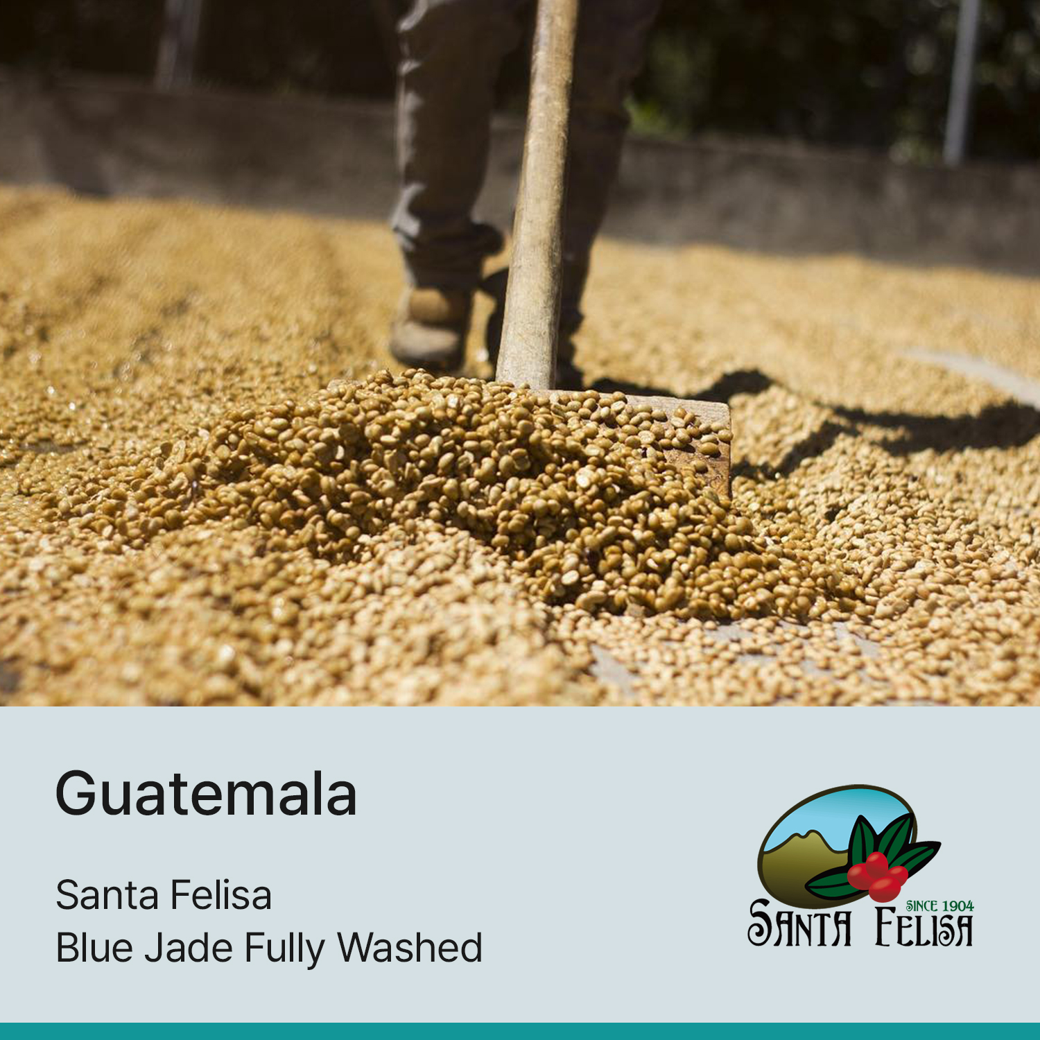 [과테말라] 산타펠리사 블루제이드 풀리 워시드