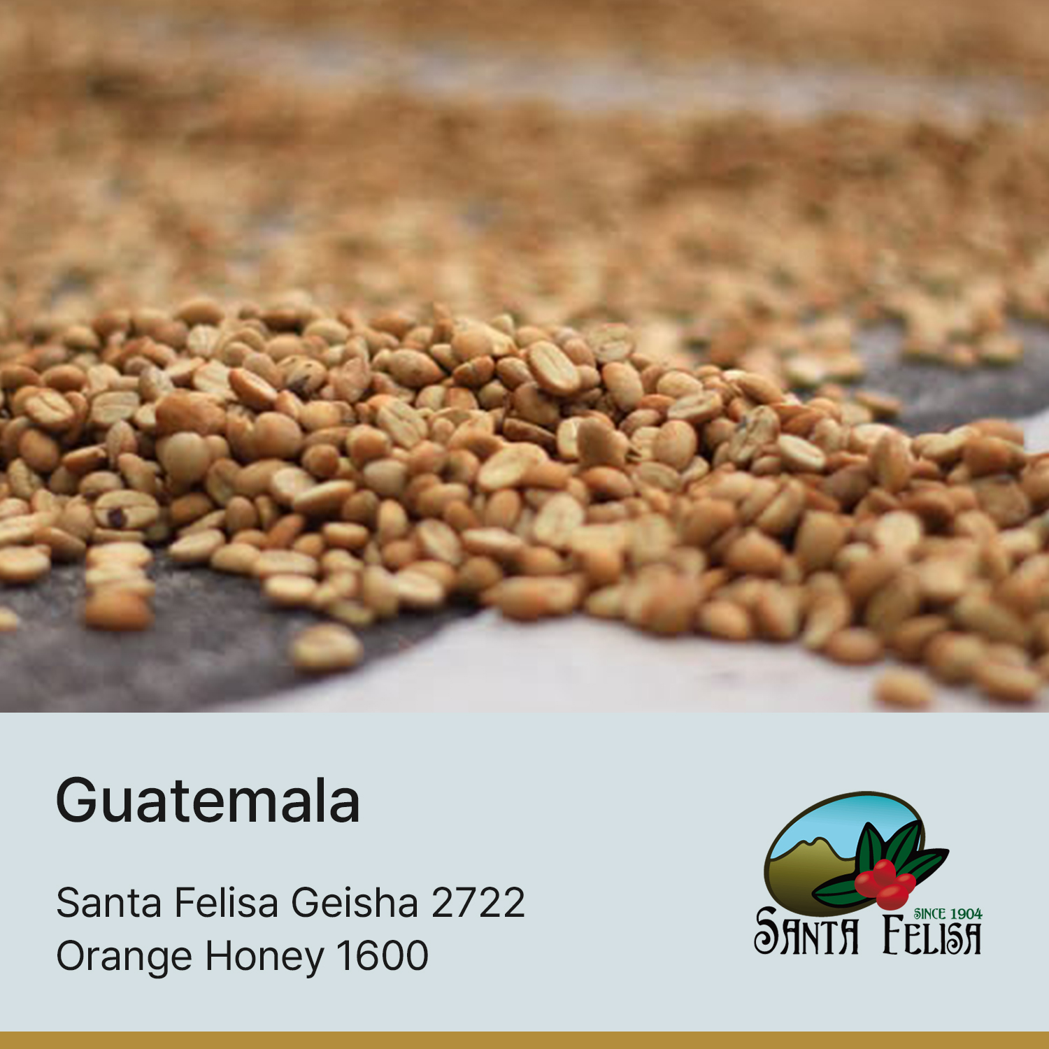 [과테말라] 산타펠리사 게이샤 2722 오렌지 허니 1600