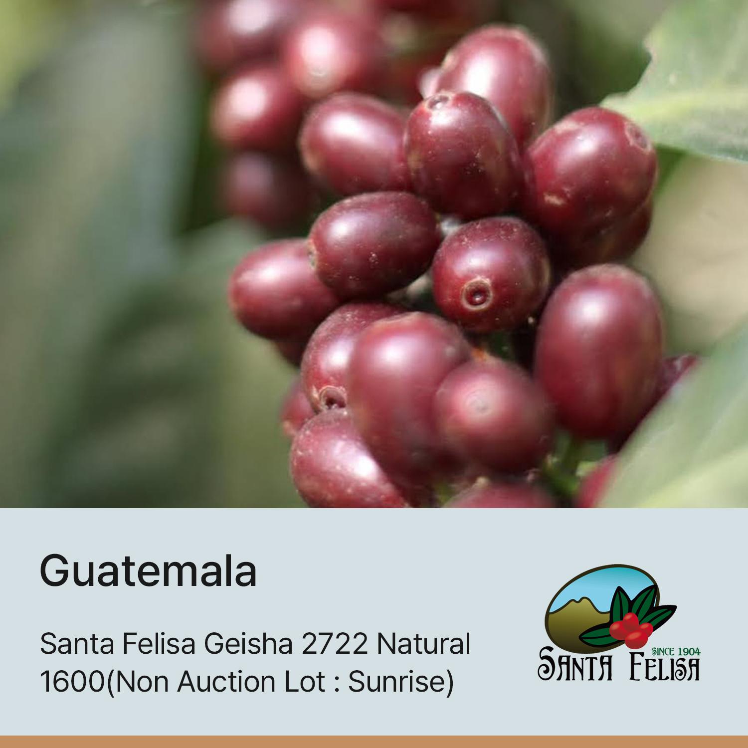 [과테말라] 산타펠리사 게이샤 2722 내추럴 1600